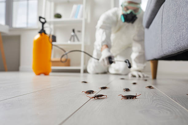 Commercial Rodent Management in Vista Santa Rosa